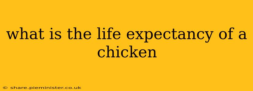 what is the life expectancy of a chicken