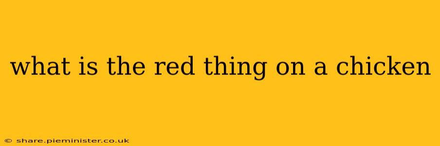 what is the red thing on a chicken
