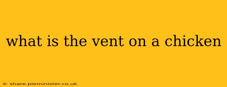 what is the vent on a chicken