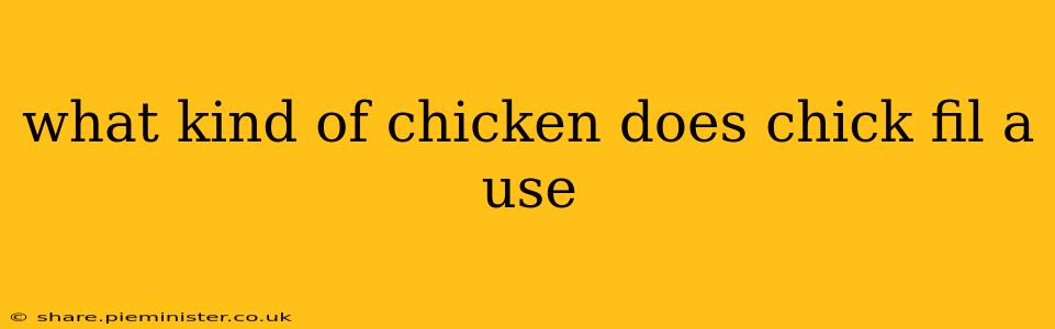 what kind of chicken does chick fil a use