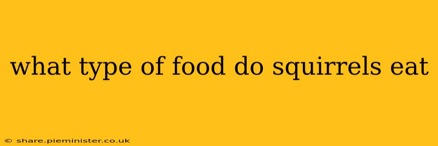 what type of food do squirrels eat