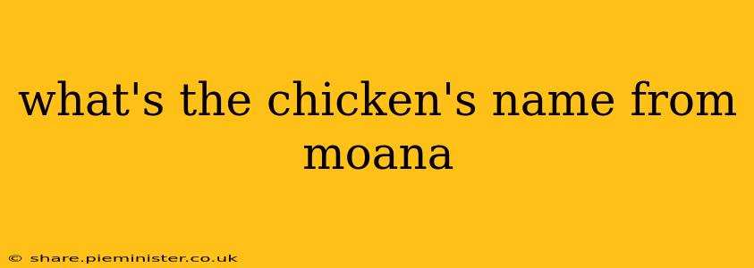 what's the chicken's name from moana