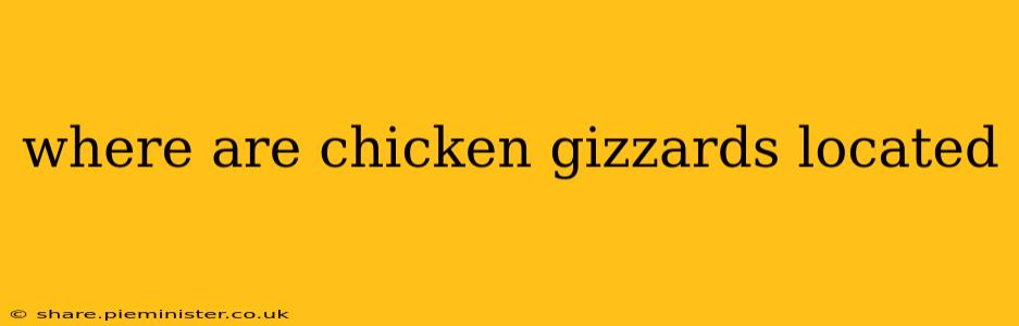 where are chicken gizzards located