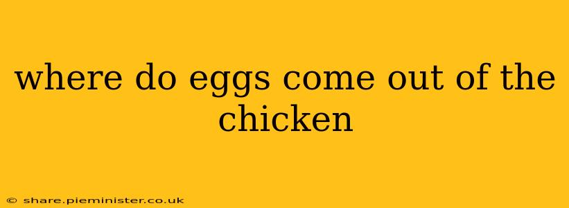 where do eggs come out of the chicken