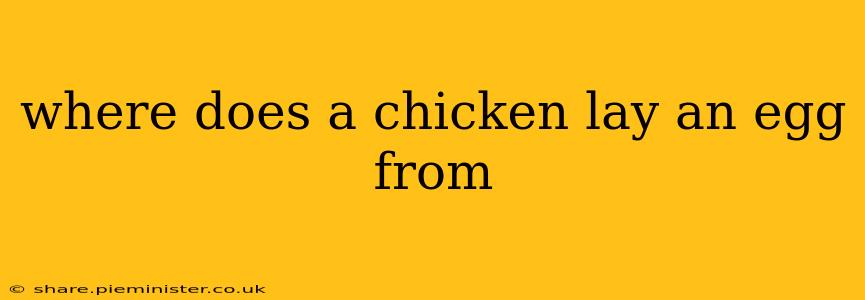 where does a chicken lay an egg from