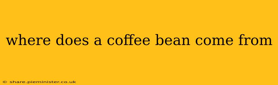 where does a coffee bean come from