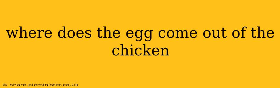 where does the egg come out of the chicken