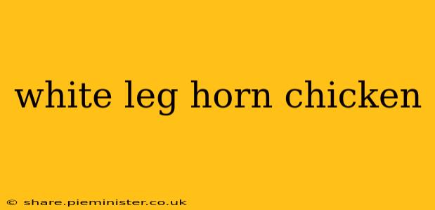 white leg horn chicken