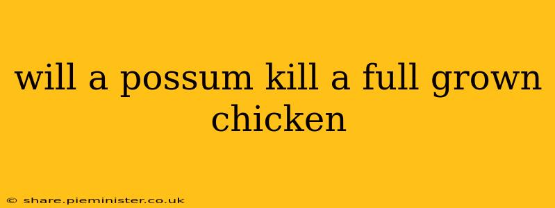will a possum kill a full grown chicken