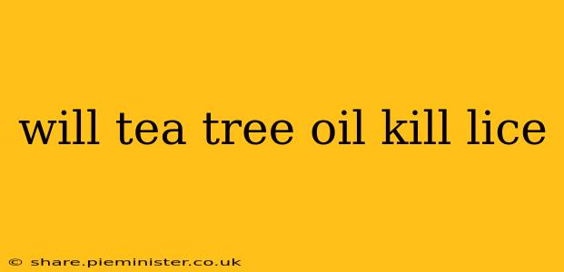 will tea tree oil kill lice
